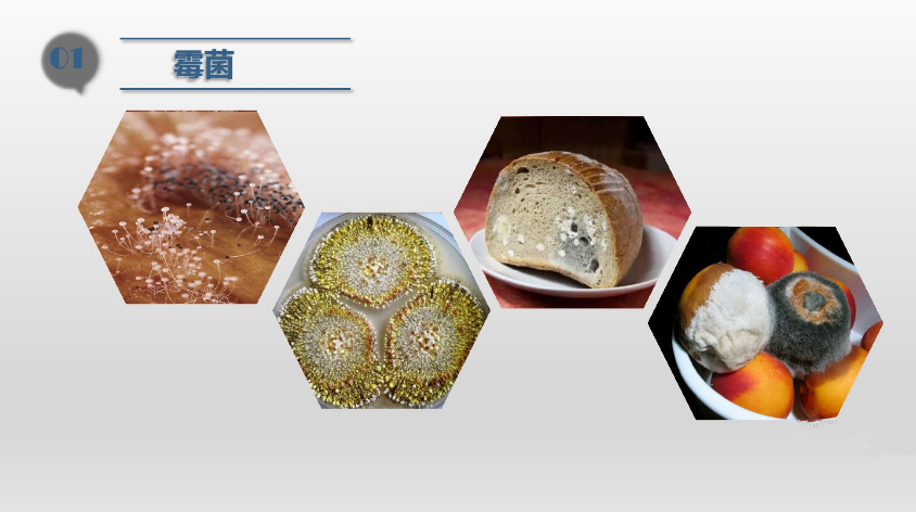 食品潔淨車間,環境黴菌來源,黴菌控製措施，滁州無塵淨（jìng）化車間（jiān）